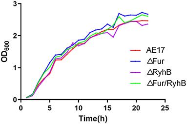 Fur Protein Regulates the Motility of Avian Pathogenic Escherichia coli AE17 Through Promoter Regions of the Flagella Key Genes flhD